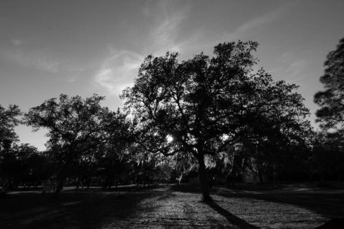 Through the Trees